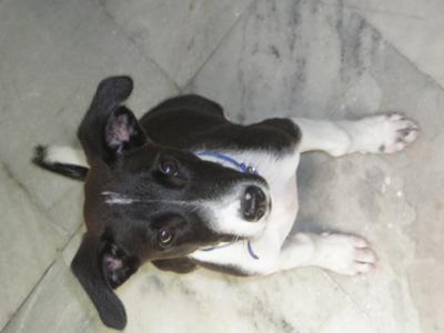 Jack Russell Terrier Puppy Blacky