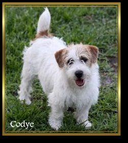 Codye - Breeding for thick dense coats with heavier texture 