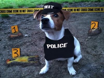 Funny Crime Scene Dog Picture