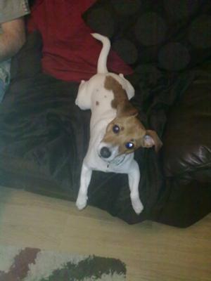 Evie is a Jack Russell that is Funny and Loving
