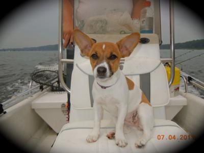 Sailor Zoe Jack Russell Terrier Picture