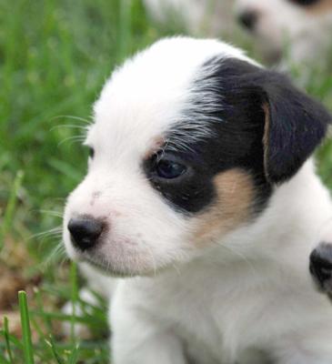 High Meadow Jack Russells