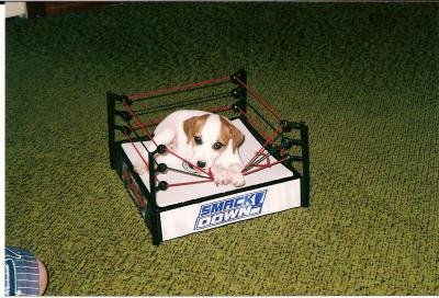 Cooper, 7 wks, loves to wrestle!!!!!