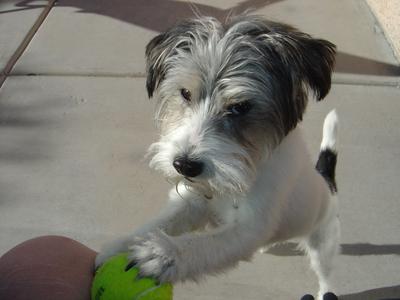 Maxwell and his ball