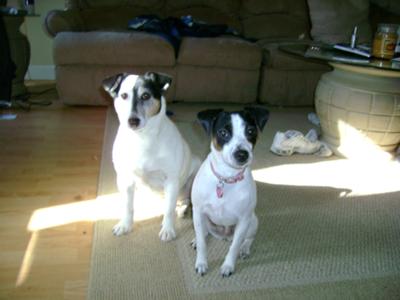 Molly and Lilly Jack Russell Terriers
