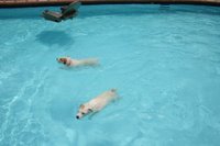 They Love To swim al day!