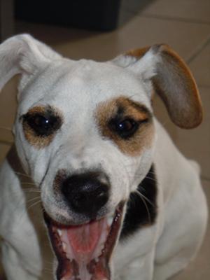 Meet Filou the Jack Russell Terrier