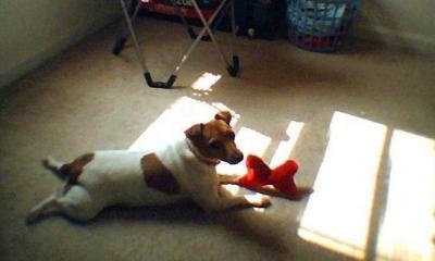 this is sugar playing with her toy