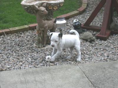 Riley Jack Russell playing football