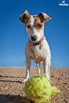 Marley the Jack Russell Terrier