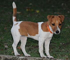 A Jack Russell That Urinates in the Home Could Benefit From Crate Training