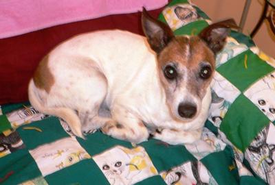 Jack Russell Terrrier Victoria