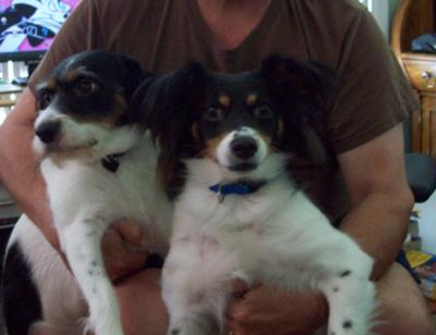Beautiful Pair of Jack Russell Terriers