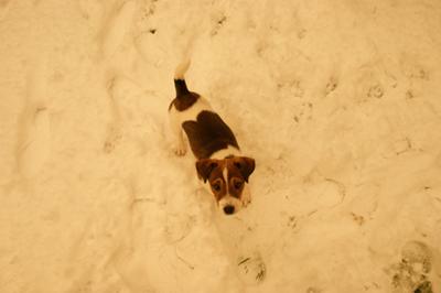 Milo in the Decemeber Snow 2009