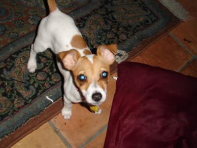 Jack Russell Piccola
