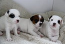 Jack Russell babies