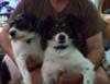Beautiful Pair of Jack Russell Terriers