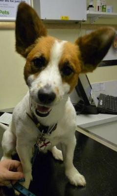 big eared jack russell