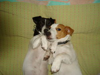 jack russell dogs