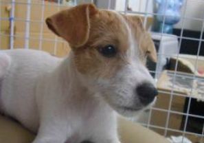 jack russell pup