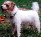 jack russell terrier