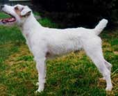 jack russell terrier