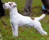 jack russell terrier