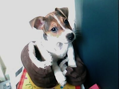 jack russell terrier bugsy