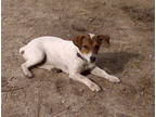 jack russell photo leroy