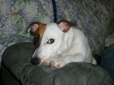 jack russell terrier rocky