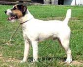 jack russell terrier