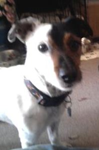 spike_jack_russell