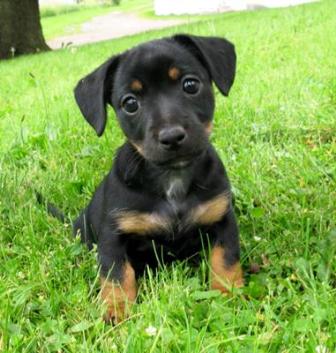 black tan jack russell puppy