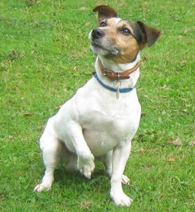 camden jack russell photo