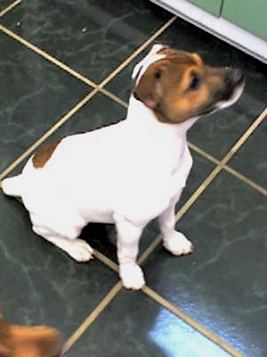 jack russell terrier photo