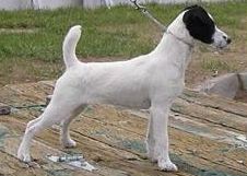 jack russell terrier picture