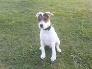 jack russell picture