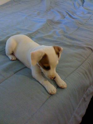 jack russell puppy dexter