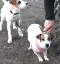 jack russell terriers