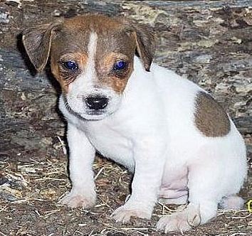 jack russell dog pic