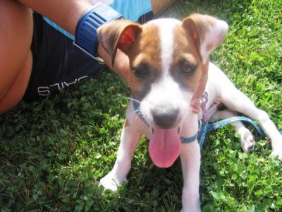 jack russell terrier dou