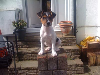 jack russell terrier photo scruffy