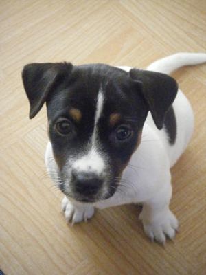 jack russell terrier lucy