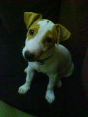 jack_russell_terrier