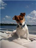 jack russell terrier