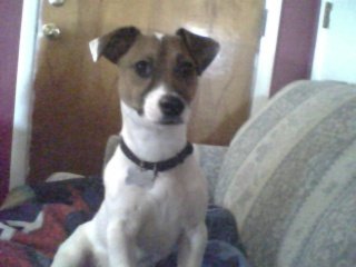 jack russell picture