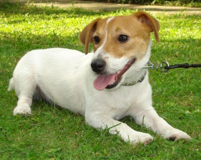 jack russell terrier picture