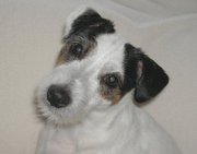 parson jack russell terrier