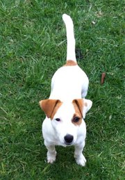 sampson jack russell