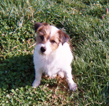 jack russell terrier skippy